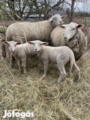 Eladó birkák 