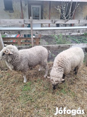 Eladó birkák