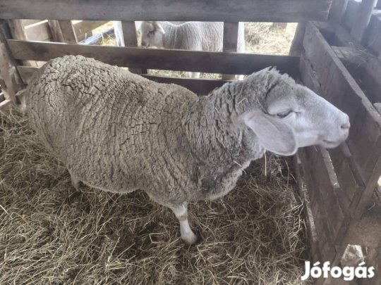 Eladó birkák! 