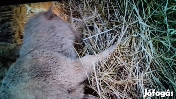 Eladó birkák,kecskék csere lehetséges