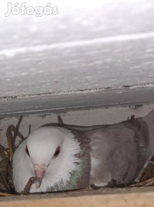 Eladó birminghami pergő galamb ok Berettyóújfaluban. Szép küllemű, egé