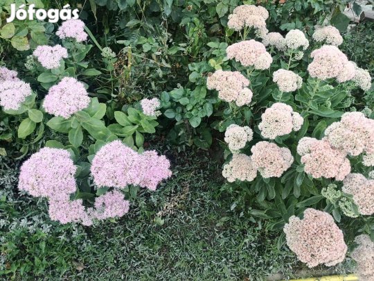 Eladó bordó és rózsaszín virágú pompás varjúháj