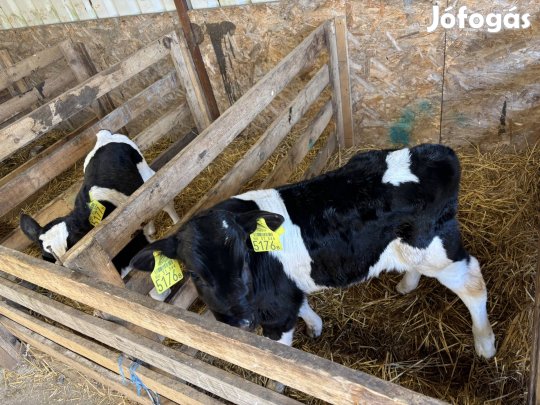 Eladó borjak