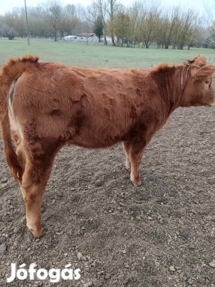 Eladó borjú!