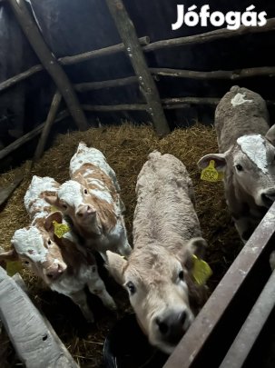 Eladó borjúk