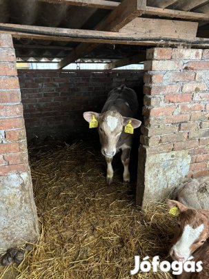 Eladó borjúk