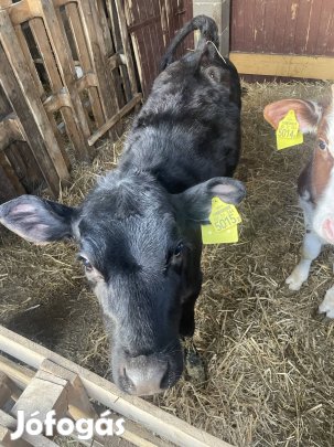 Eladó borjuk.         