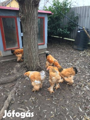 Eladó brahma keltetni való tojások. HUF 200