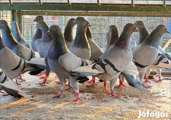 Eladó budapesti magasröptű kék csapos keringő galambok