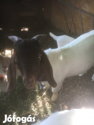 Eladó búr bak kecske