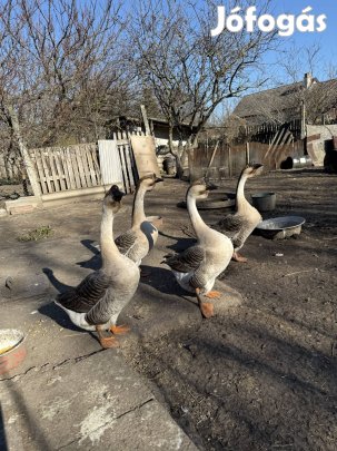 Eladó bütykös gúnár