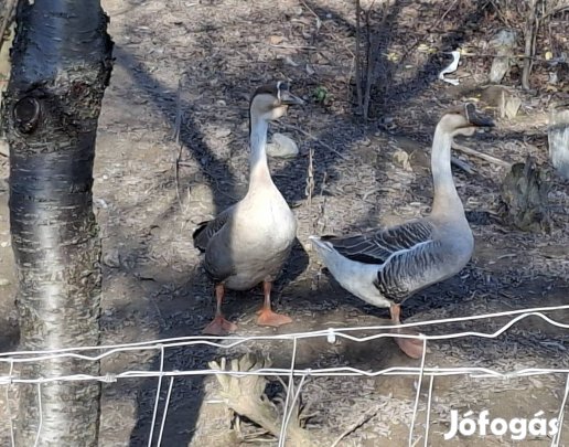 Eladó bütykös ludak 3db/25.000 ft