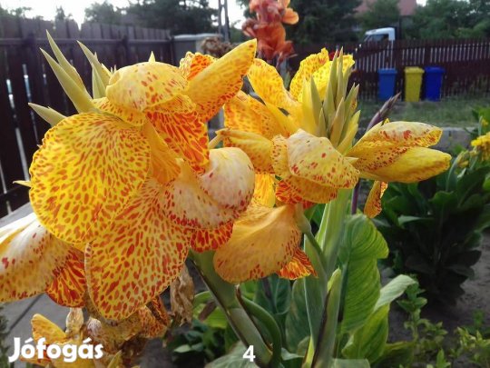 Eladó canna rizóma