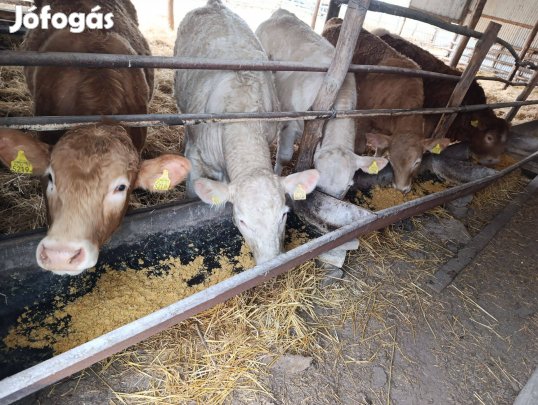 Eladó charolais és charolais keresztezett üszők
