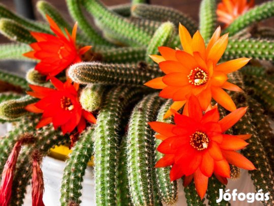 Eladó cicafarok, mogyorókaktusz