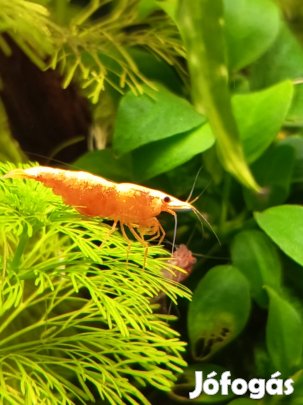 Eladó csapvizes piros garnéla