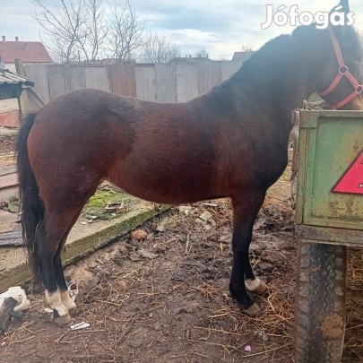 Eladó cserélhető csikó