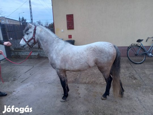 Eladó cserélhető csődör póni