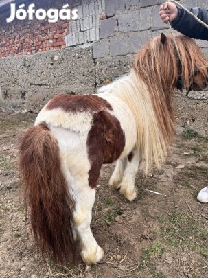 Eladó cserelhető csődör poni 