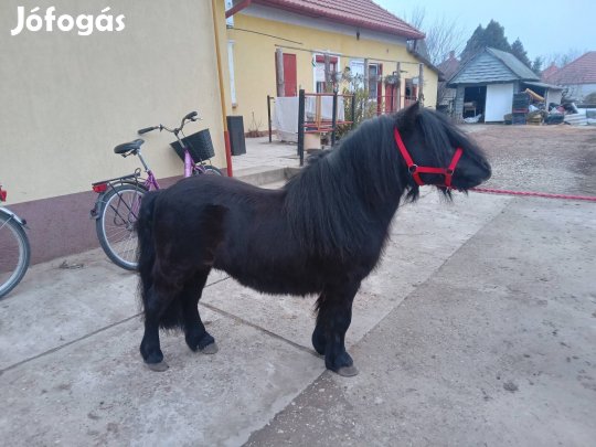 Eladó cserélhető egyedi póni