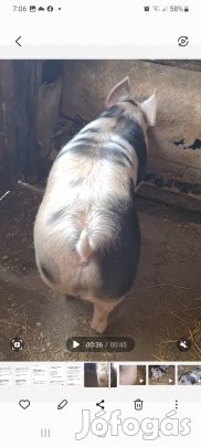 Eladó cserélhető extra hús jelegű hizó!!!