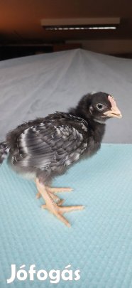 Eladó csibék