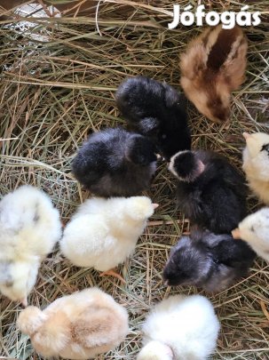 Eladó csibek