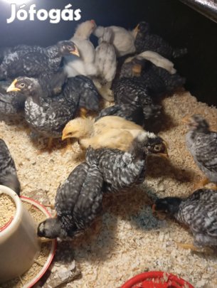 Eladó csibek