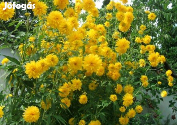 Eladó csillagszemű/sárga kúpvirág, aranylabda évelő virág