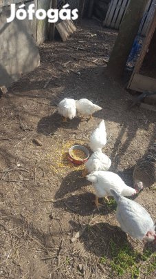 Eladó csirke