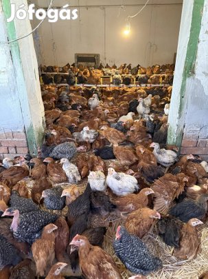 Eladó csirke