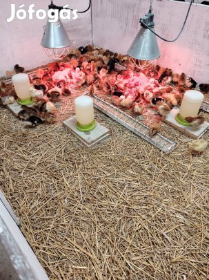 Eladó csirke Lentiben?! 