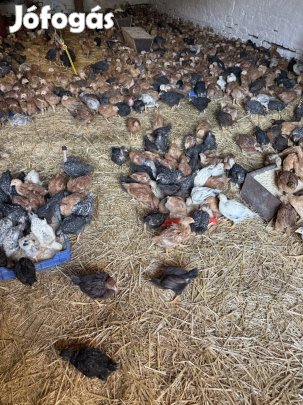 Eladó csirkék