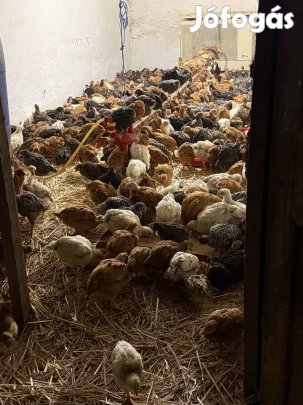 Eladó csirkék