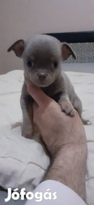 Eladó csivava fajtatiszta jellegű kan kiskutya!