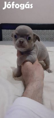Eladó csivava fajtatiszta jellegű kan kiskutya!kutya!