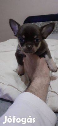 Eladó csivava fajtatiszta jellegű kan kiskutya!kutya!