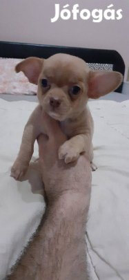 Eladó csivava fajtatiszta jellegű szuka kiskutya!