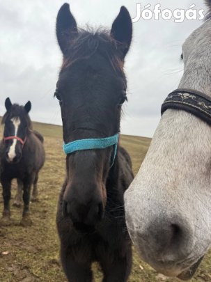 Eladó csődör csikó