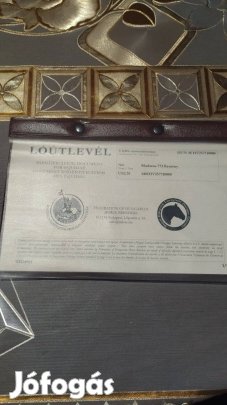 Eladó csődör csikó