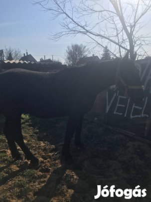 Eladó csődőr csiko