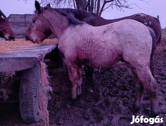 Eladó csődör csikó