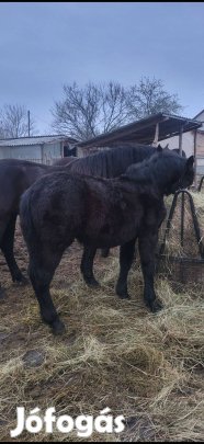 Eladó csödőr csikó