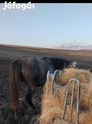 Eladó csődör csikó
