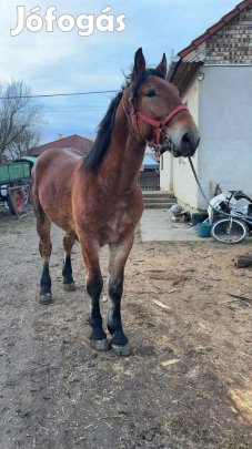 Eladó csődör csikó 