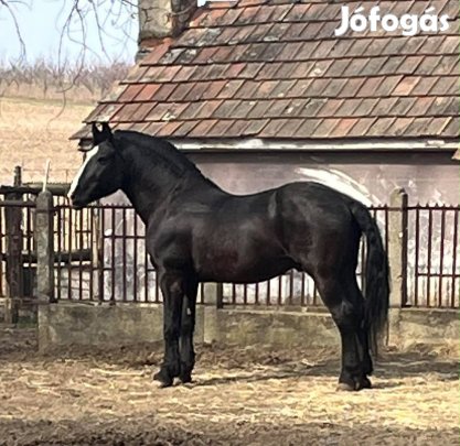 Eladó csődőr ló