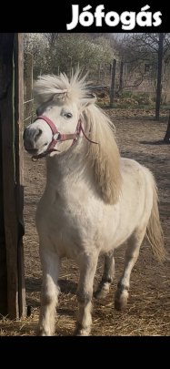 Eladó csődör póni
