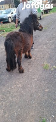 Eladó csődör póni