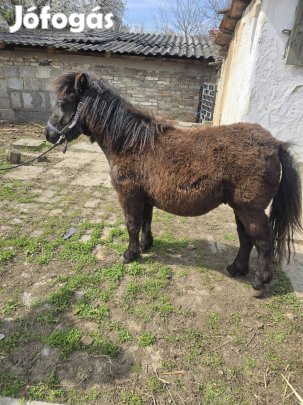 Eladő csődör póni