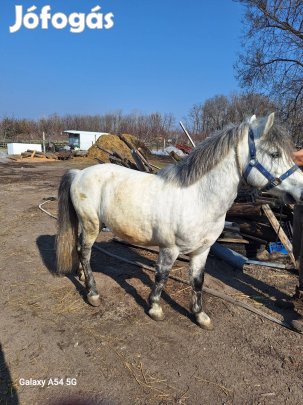 Eladó csödör poni!